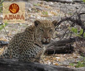 Ein Leopard in der Natur und das Logo von Ajimba African Tours
