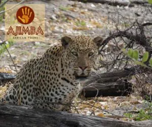 Ein Leopard in der Natur und das Logo von Ajimba African Tours